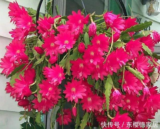 新手养花,就养花中精品,次次开花都爆盆,花大如碗!