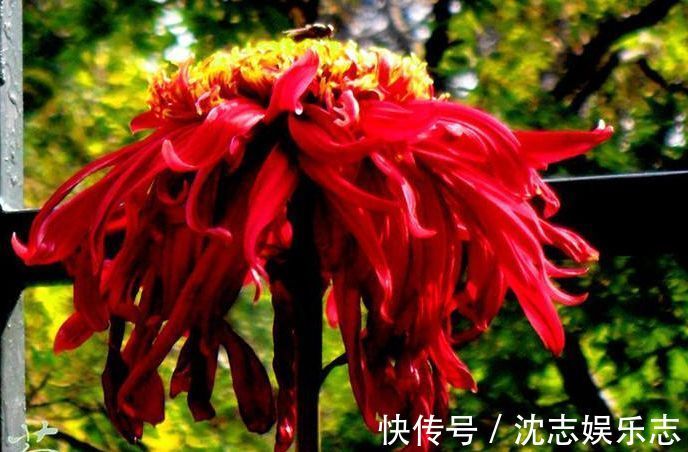 珍稀名菊|喜欢菊花,就养盆“珍稀名菊”盘龙托桂,花开金蕊红衣,高雅秀气