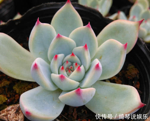 多肉林赛怎么养更紧凑教你3个小妙招,养出叶片红润饱满的林赛