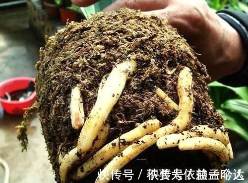 君子兰|养此2种花,花根一年长满盆,换盆不及时,想赏花都难了!