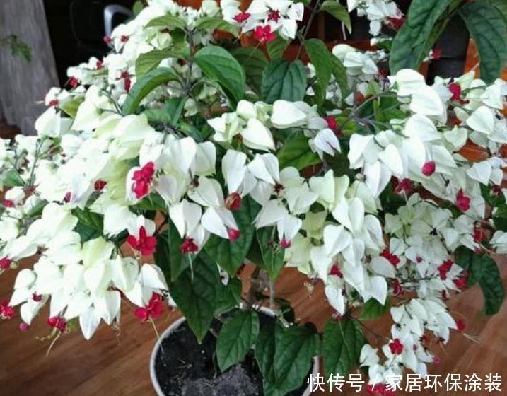 4种花好养又漂亮，全年都开花，养在阳台特合适，阳台变成百花园