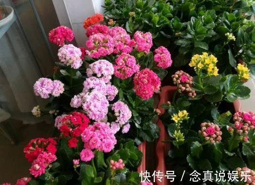 君子兰、蟹爪兰不开花给你说个小方法,天一凉快,叽里咕噜开花