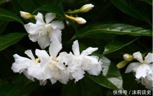 花园|几种花花大色艳媲美玫瑰,全年循环开花,轻松打造小花园