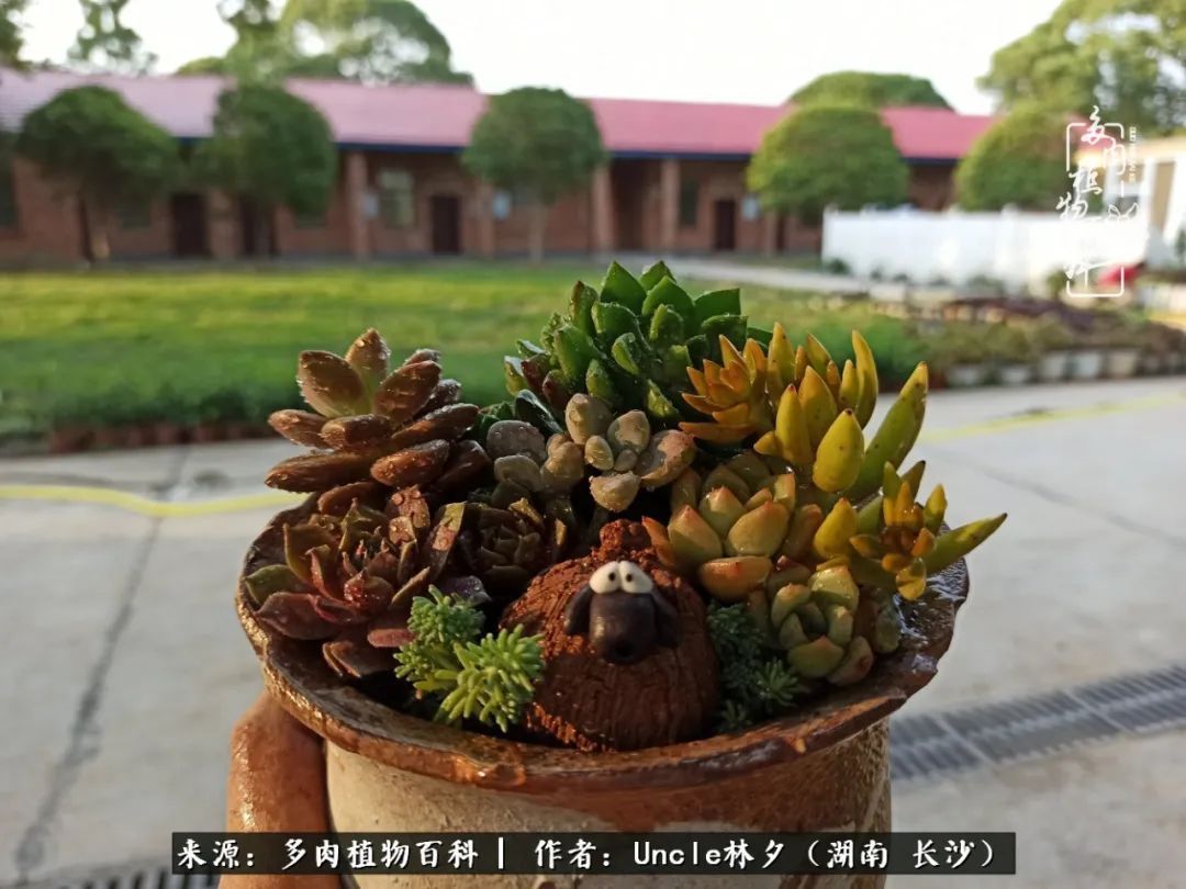 多肉植物|多肉庭院慢生活种一片多肉,喝一杯果酒,泡一壶清茶!