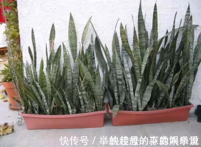 虎皮兰2年不“窜芽”，因为你没有“扒土”，你一个月扒一次试试