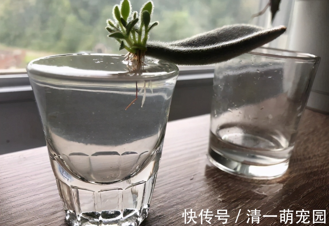 芽点|扦插讨喜的多肉,事前事后这么操作,成活率高很多