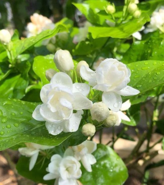 养花不好养,此种花卉,丢在阳台不管不问就爆盆,阳台秒变花海