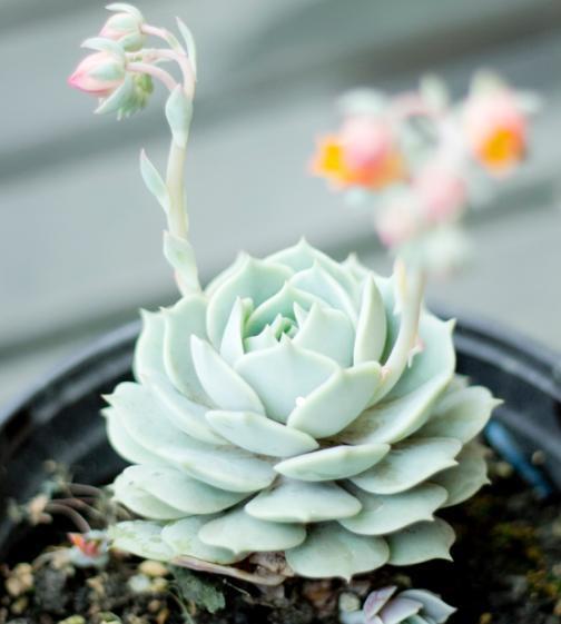 多肉夏天“整了容”，肉嘟嘟的叶片全萎蔫，教你几招，真好用