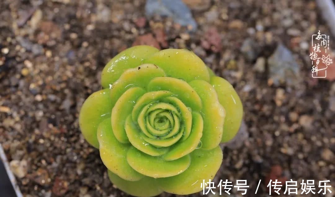 科普“山地玫瑰锦”万中无一，仙气缭绕！附养护知识！