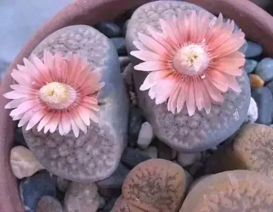  娇艳|石生花，绝美娇艳！