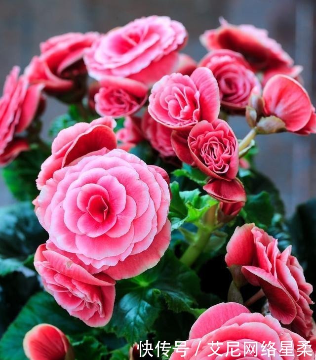 家里养花，就选这几种，一年四季不用管，给点阳光就开花