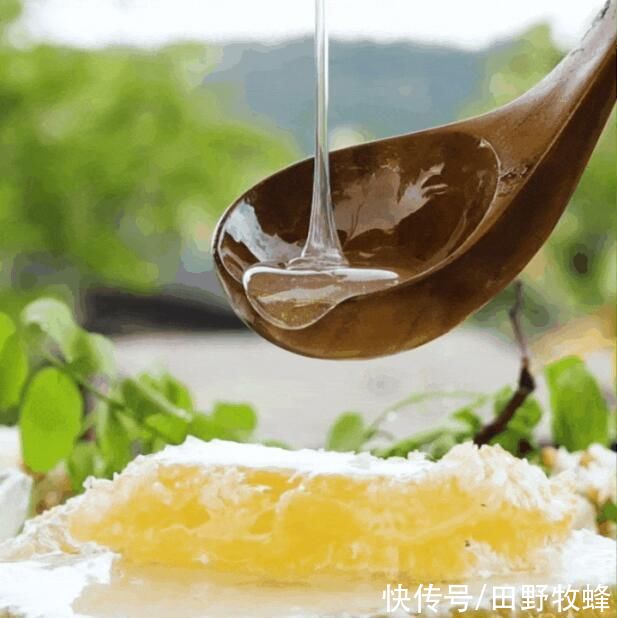 做法|蜂蜜腌制金桔的做法，怎样做好？