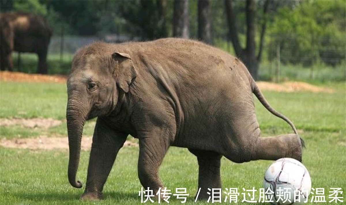 冷知识|10个冷知识:在眼镜出现之前,人们是如何改善近视的