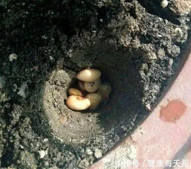 有机肥料|淘米水鸡蛋壳，不如“几粒它”，养花用1点，半年不施肥，长爆盆！