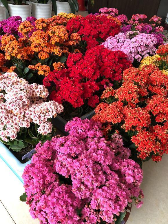 长寿花养5年,窜到一米八,三枝托九叉,开成花树,震撼全家