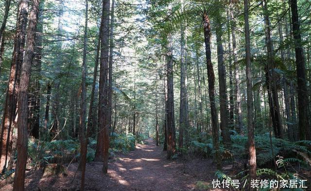 配土|养花不知道怎么配土?用这五种废料就够了
