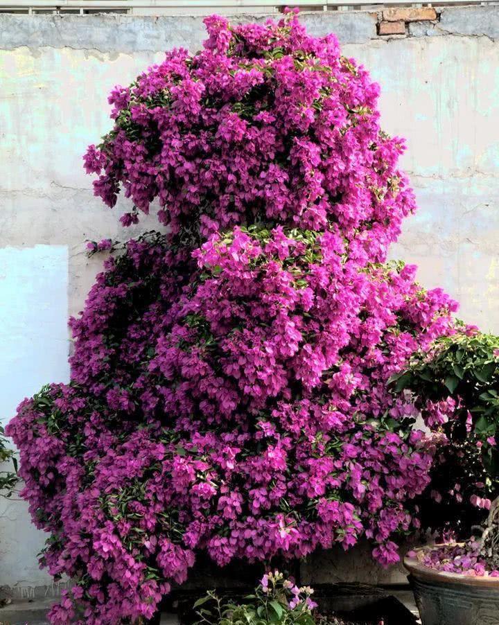 大太阳|夏天养花,就养“耐晒花”,越晒花越香,阳台变花海