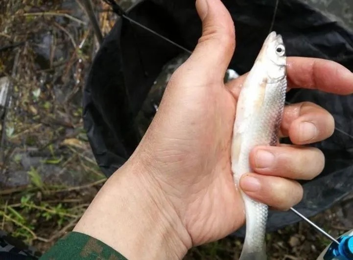 野河|3个防杂鱼终极窍门!野河小鱼多你就该这么做!