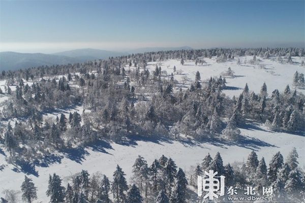 凤凰山|雪深超一米 凤凰山高山雪原“风姿”初现