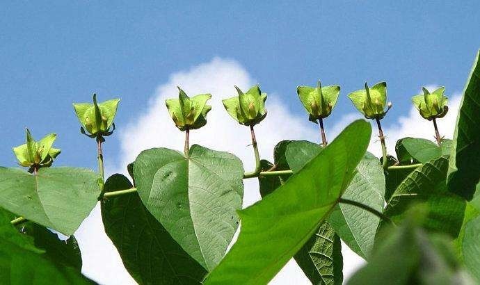 12种奇花异草,认识3种以上,就算见多识广了!