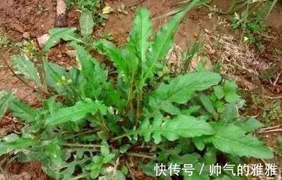 养颜|农村田野里的四种野菜,美容养颜降低血压,爱养生的不妨了解下