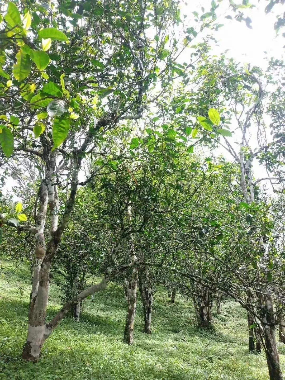 存茶|再不存茶，只能等越来越高的价喝茶了