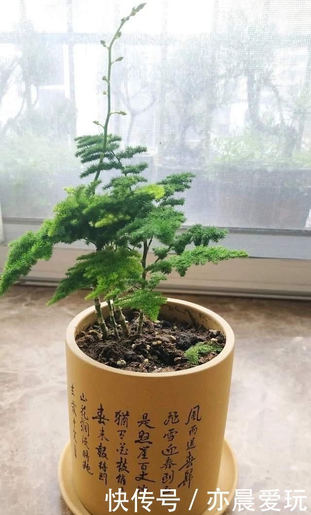 叶子|冬季文竹爱黄叶，改掉3个坏习惯，叶子绿油油，亭亭玉立气质好