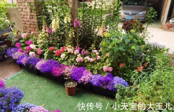 记录一下我养过的花，1000多盆都有啥