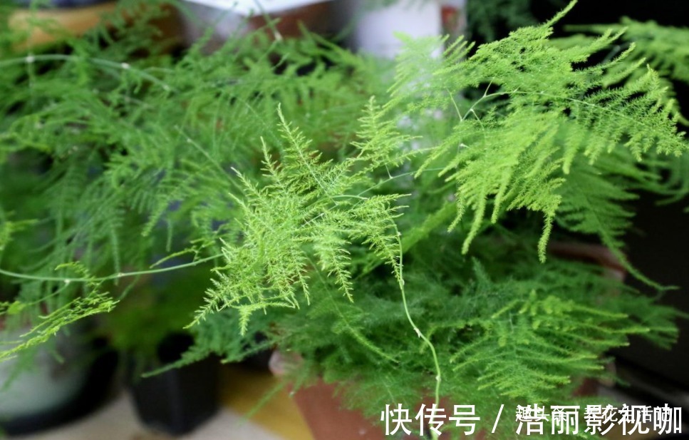 新芽|文竹枝叶枯黄,改善“3个”关键处,新芽萌发绿油油!