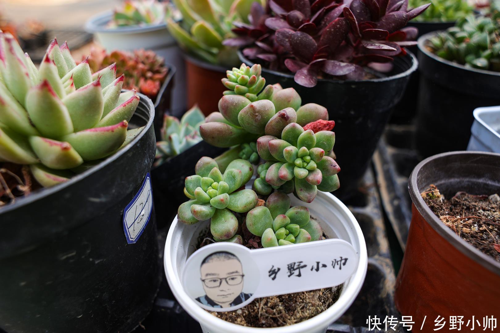 花盆不够怎么办? 肉肉地载也很美,小帅告诉你多肉地载的注意事项