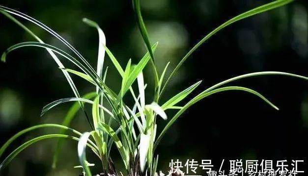 用草木灰养兰花,效果究竟怎样?用对的兰苗旺盛,用错就烂根腐苗