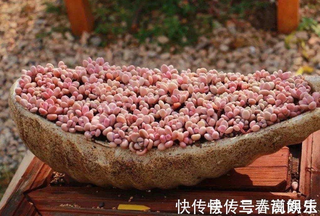 花盆|9月开始,养桃蛋“牢记”2个字,半年养的“胖嘟嘟”,萌化了