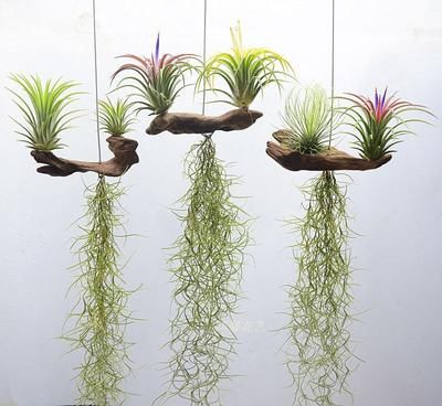 7种“漂亮花”，公认的好养，颜值高很精致，一个月不浇水也没事