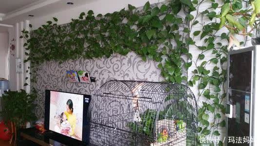 文竹|花卉不要“养得太好”,不然观赏性大打折扣,得不偿失