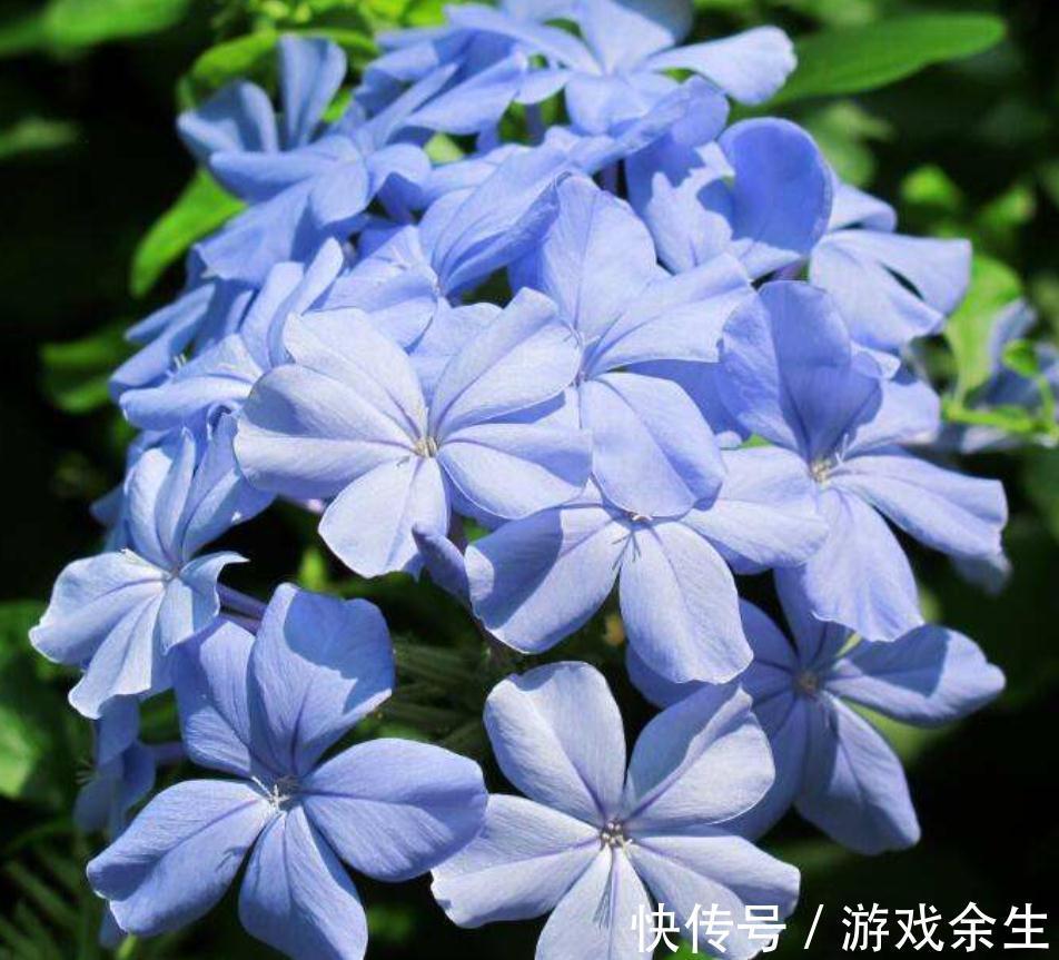 家有小院，用几种植物打造花墙，从春美到秋