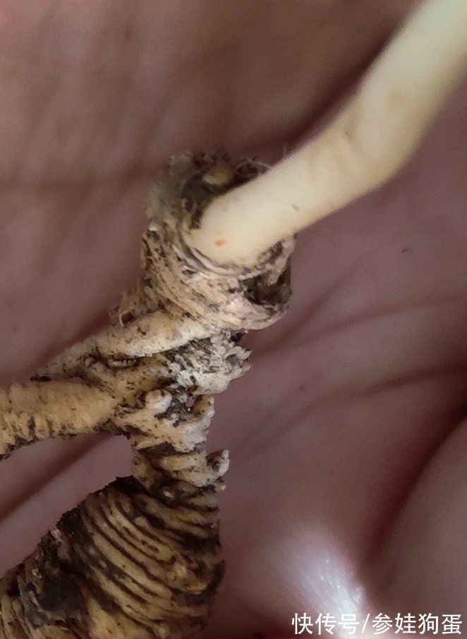 野生人参纯度鉴别