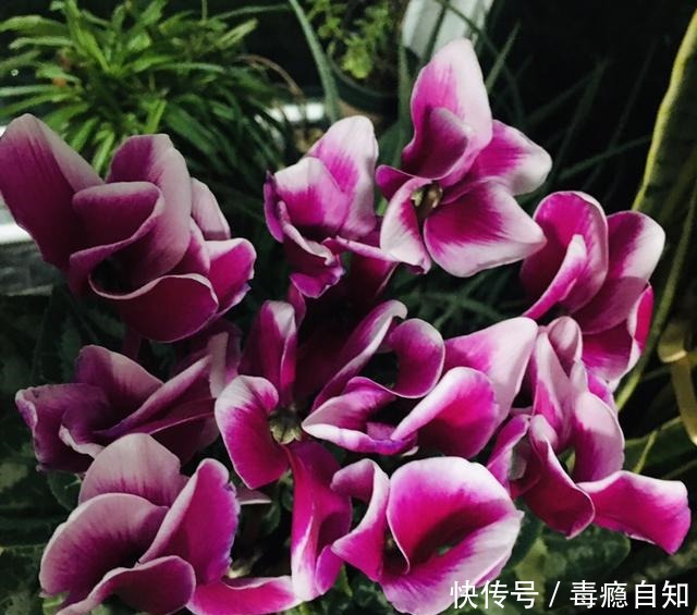 在家养6种花,越冷越开花,冬天也有花赏!