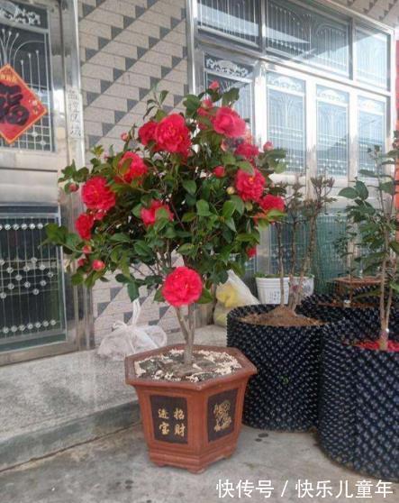 茶花|忘了月季吧,此款好养更耐寒,花苞犹如鸽子蛋,一开就是小半年