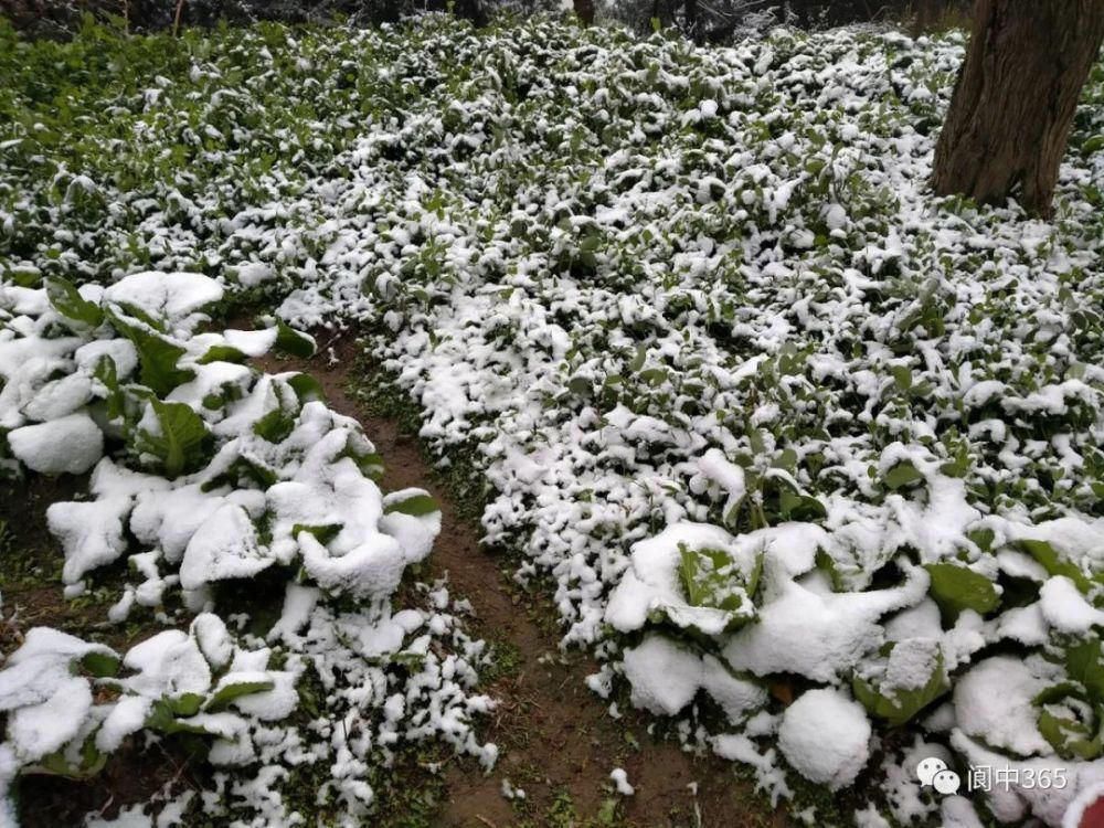 妙高镇金城山雪景图