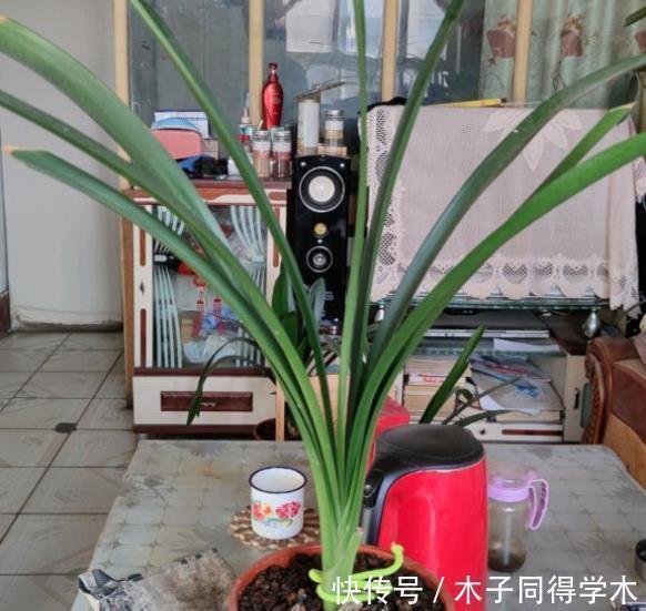 君子兰生长不佳，就喂一些“醋”，根系更壮硕，花朵更艳了