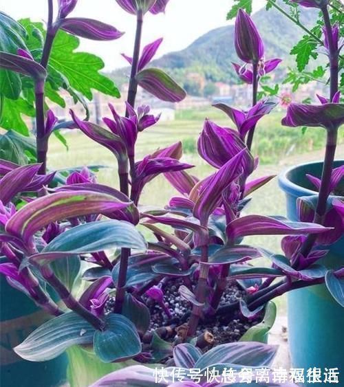 油画婚礼|吊兰中的贵族“油画婚礼”,一叶多色,好养易活,自带浪漫气息