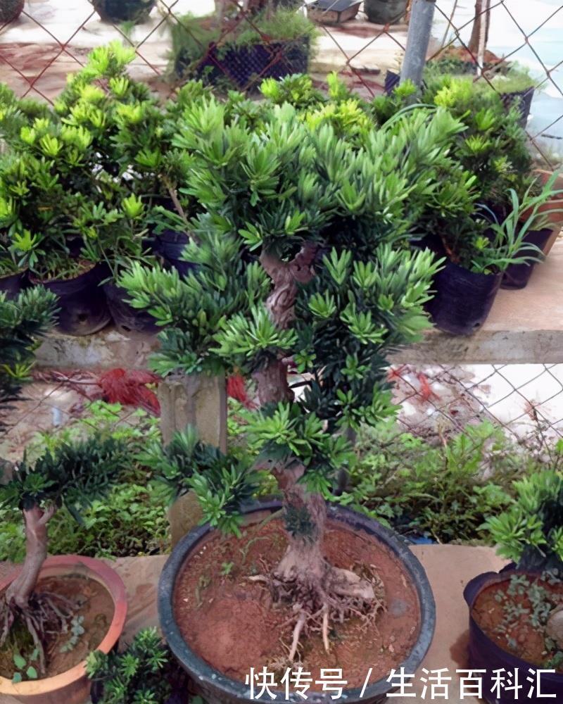 有名|罗汉松与黑松是有名的观赏绿植,长得像名字像,怎么区分怎么养护