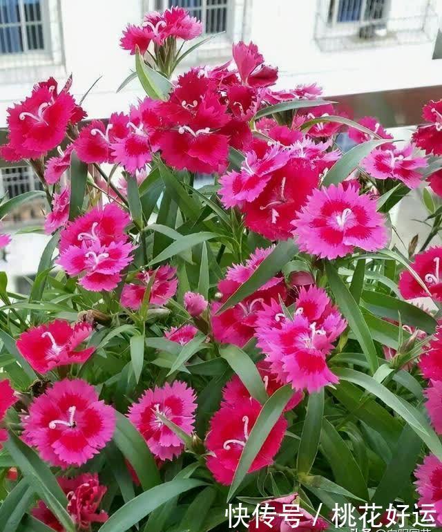 栽种|小院养花,石竹花是首选,耐晒,花期长,不怕涝,开花还很多