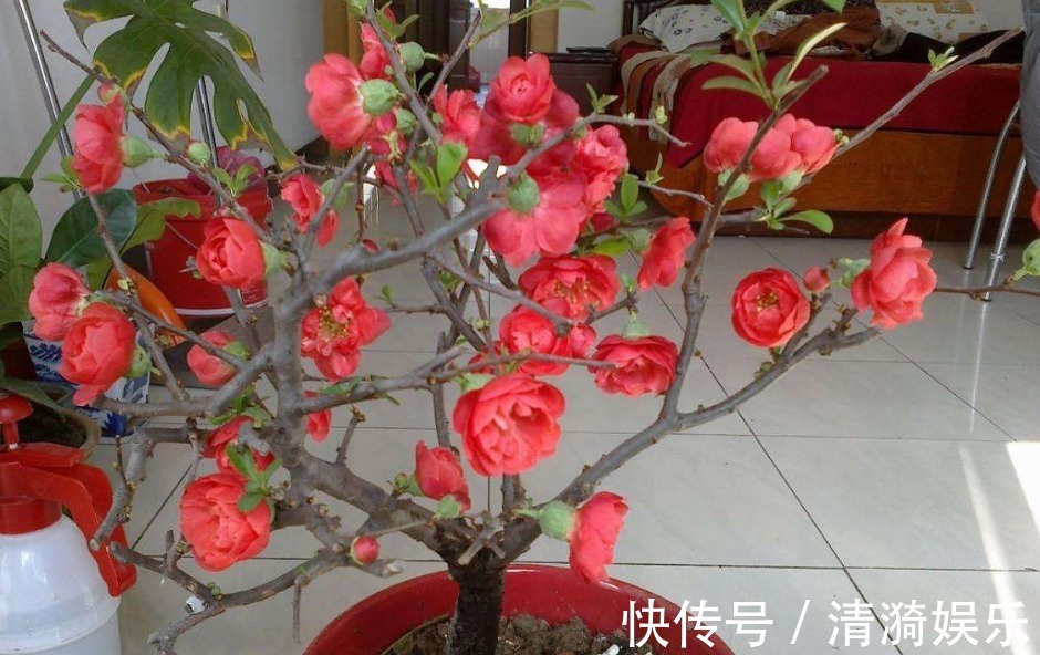 在家就养四种花,名字好听还旺运,简单养护一下,蹭蹭长爆盆