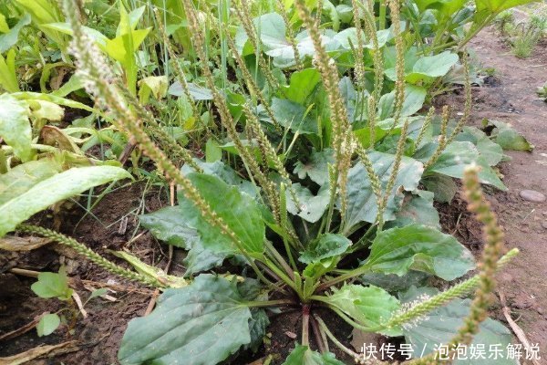 农村随处可见的车前草,除了止咳祛痰,对身体还有4大好处