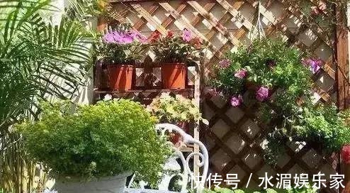 老花匠|养花修剪“学问大”,老花匠教你怎么修剪,才能突突冒花!