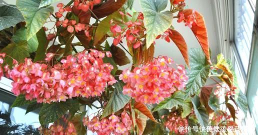 春天养花选它，满树红花，红红火火，一年四季都开花，是盆栽佳品