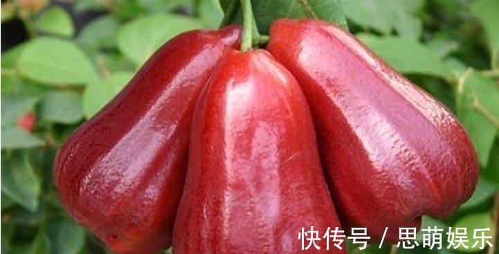 润肺|晚上当零食吃以下两个,排毒养颜,润肺止咳,大肚子变平了