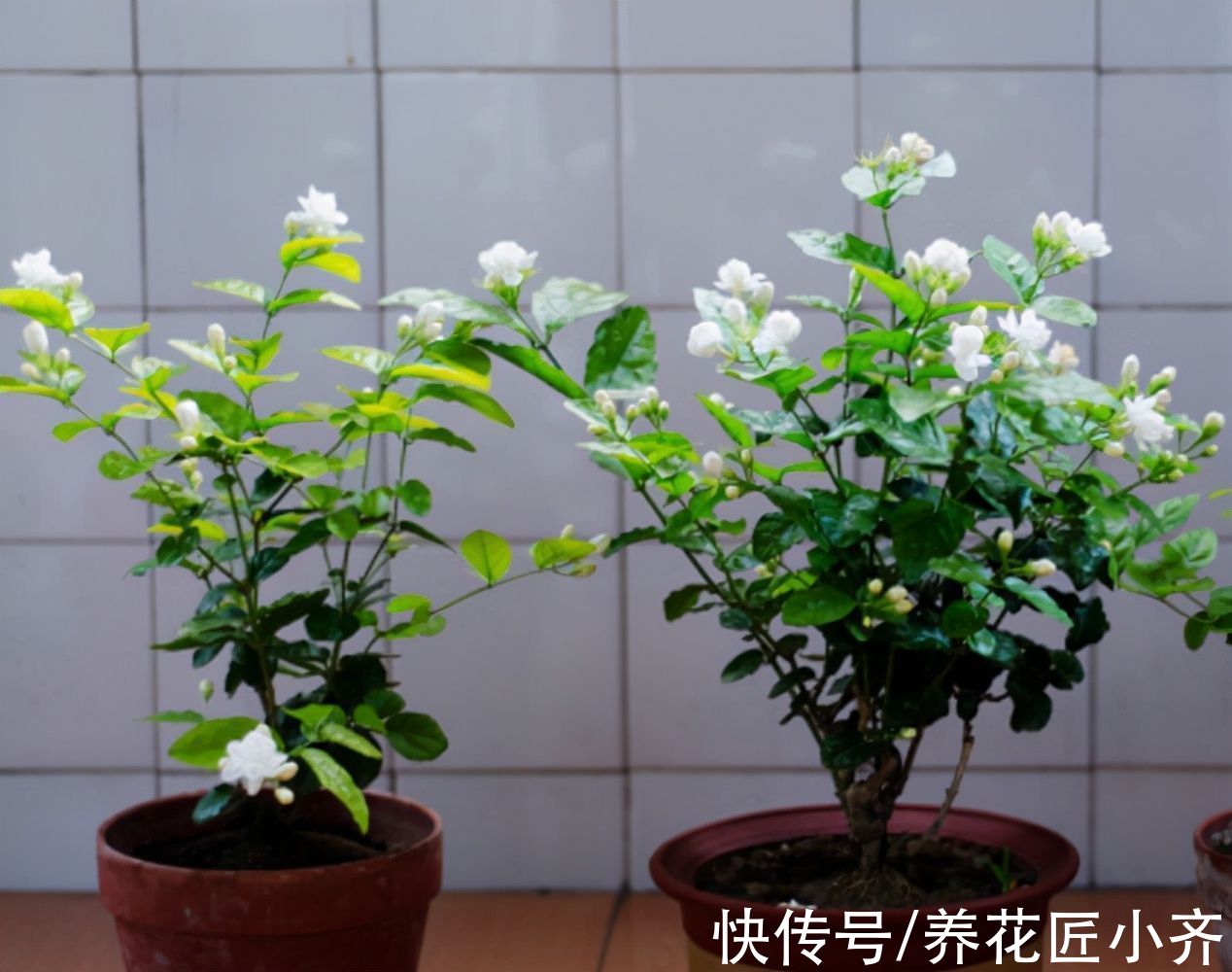 家中养着5种花，入冬赶紧剪一下，不仅容易过冬，而且来年花量大