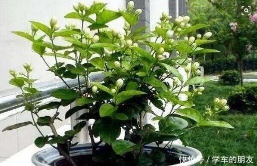 清香|养茉莉花,盆里埋1个“家家有的它”,花朵层层叠叠,清香又淡雅!